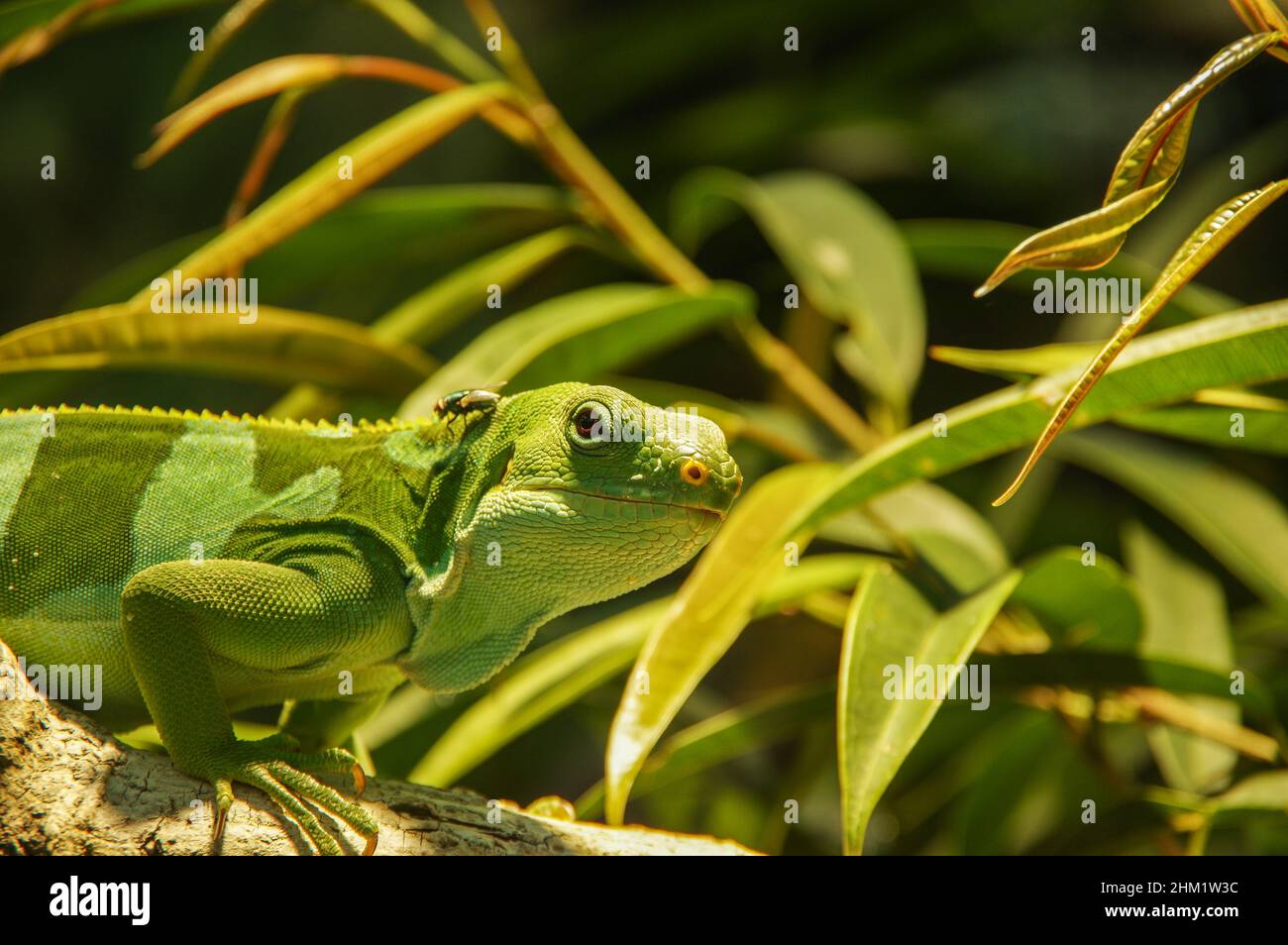 Photo of brachylophus fasciatus, Fiji Banded Iguana, among plants Stock ...