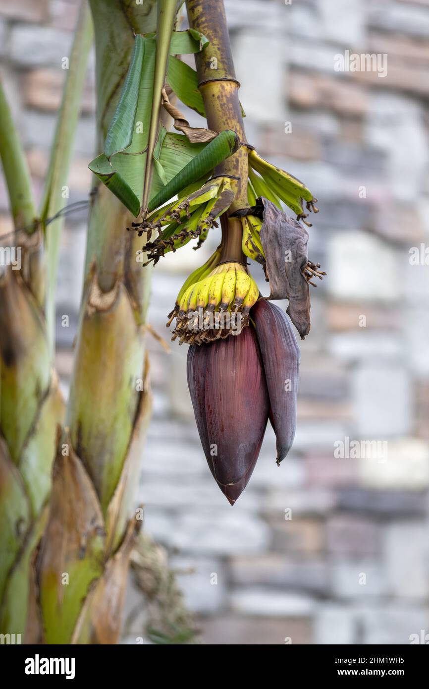 Banana trees are bearing fruit. Close-up bunch of still unripe green mini bananas growing on a tree against the backdrop of palm branches Stock Photo