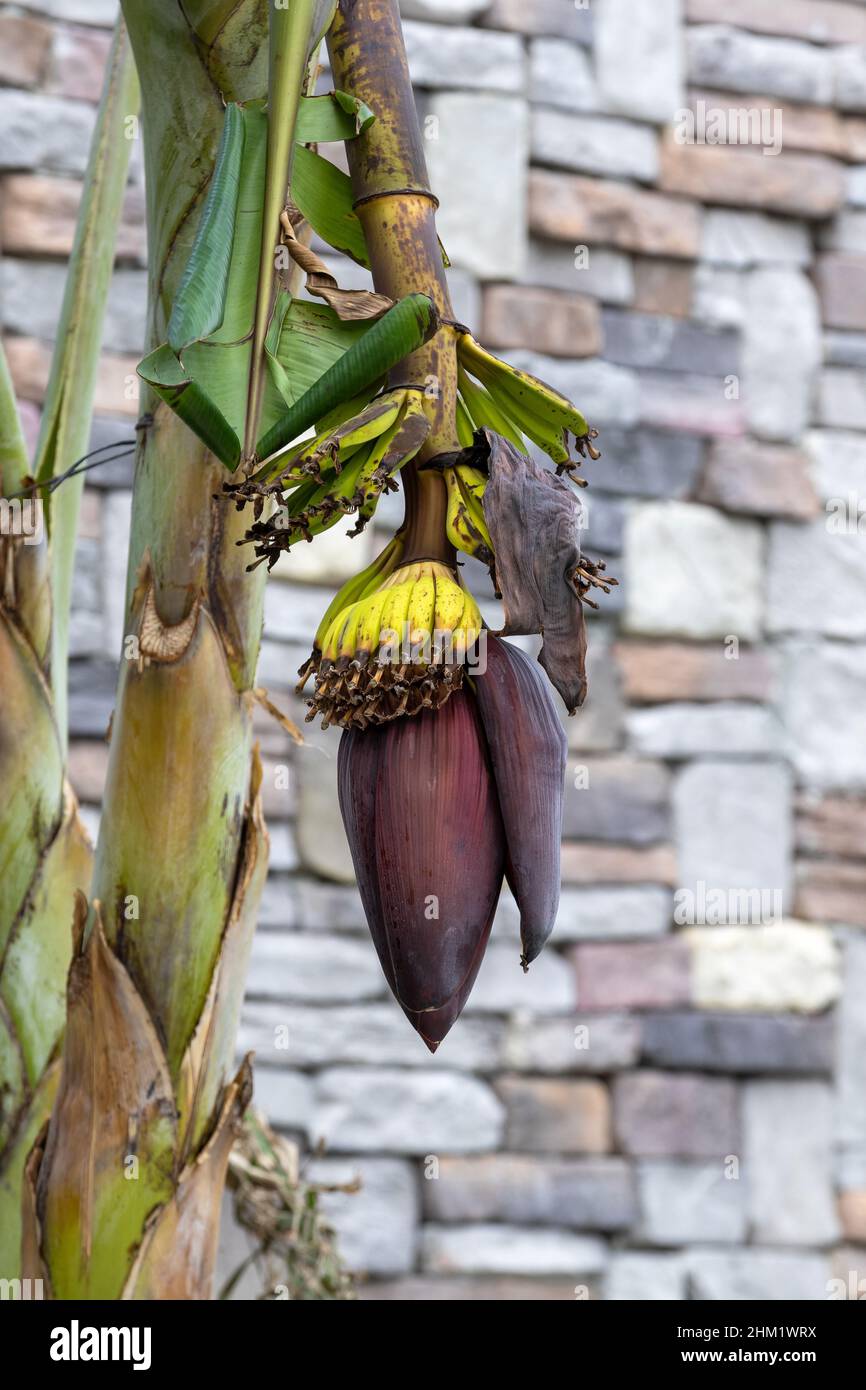 Banana trees are bearing fruit. Close-up bunch of still unripe green mini bananas growing on a tree against the backdrop of palm branches Stock Photo