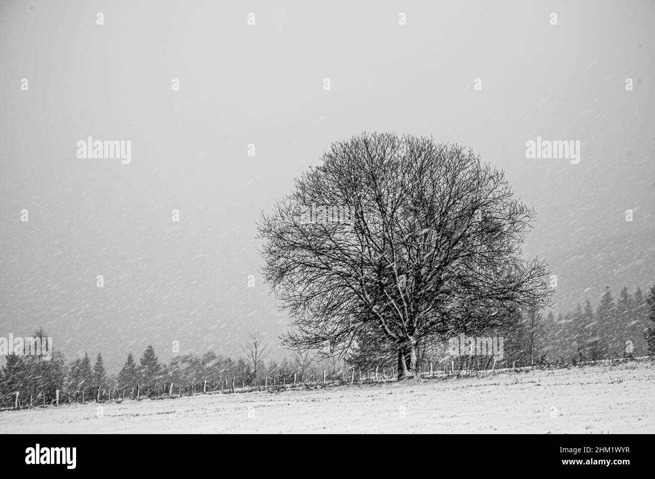 Hilly landscape with solitary tree during heavy snowfall, bad weather, fog, trees covered with snow and rime, mountain landscape. Jeseniky mountains,C Stock Photo