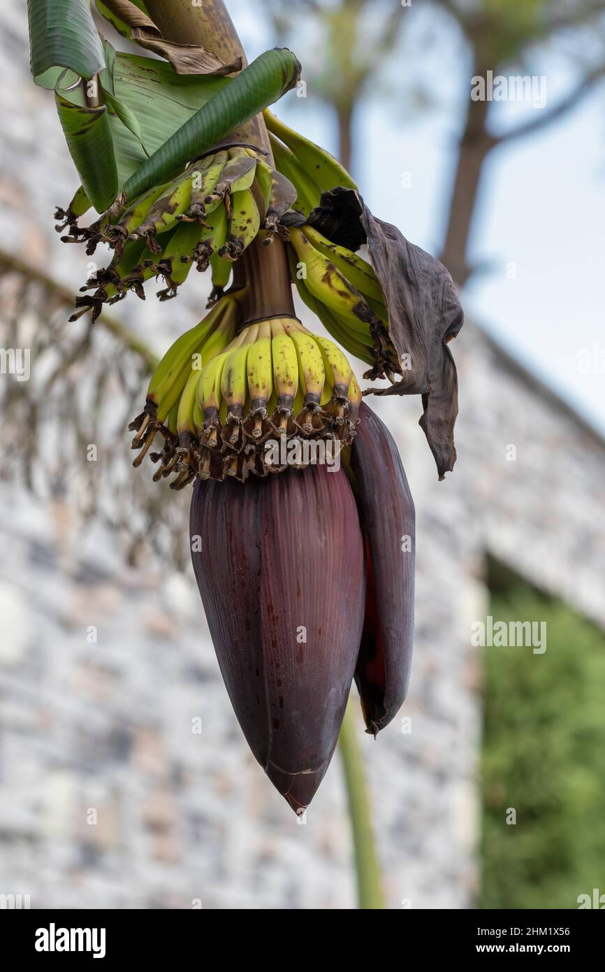 Banana trees are bearing fruit. Close-up bunch of still unripe green mini bananas growing on a tree against the backdrop of palm branches Stock Photo