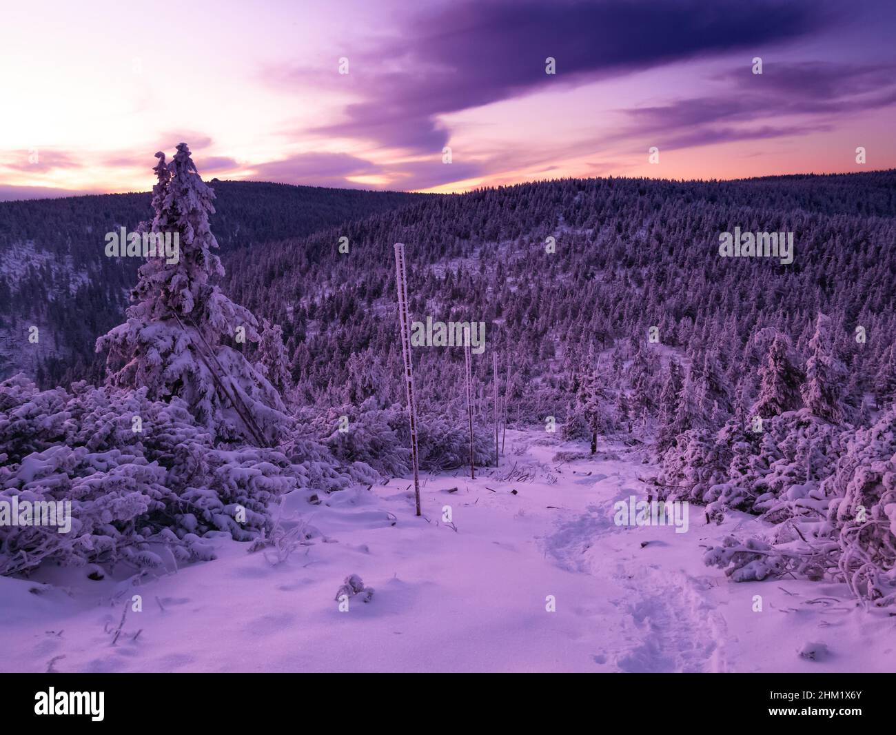 Needle trees on mountain hill hi-res stock photography and images - Alamy