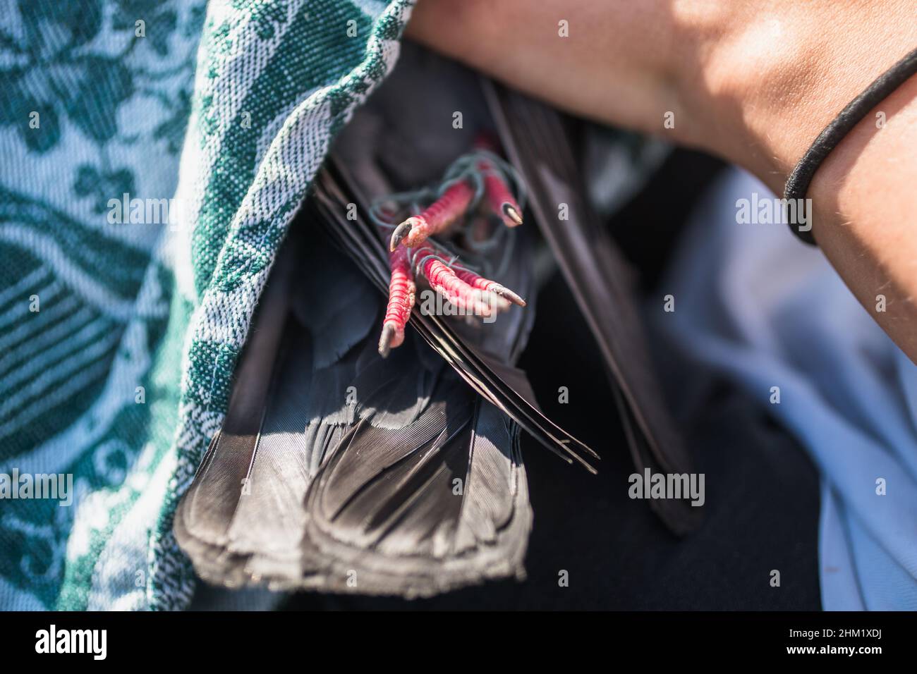 Rescuing a pigeon with a tangled string in his claw. Stock Photo