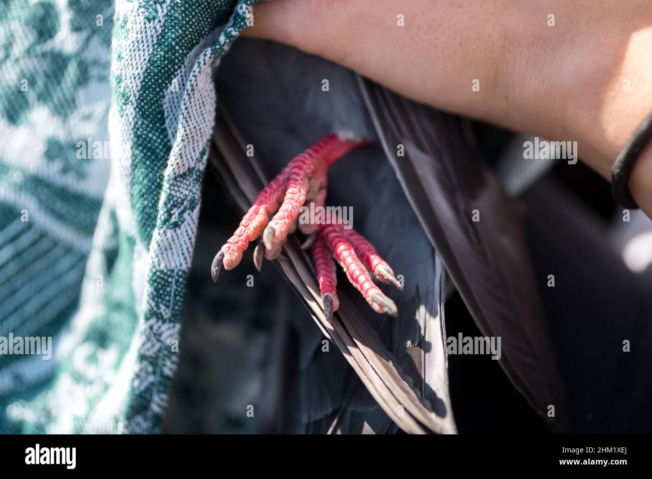 Rescuing a pigeon with a tangled string in his claw. Stock Photo