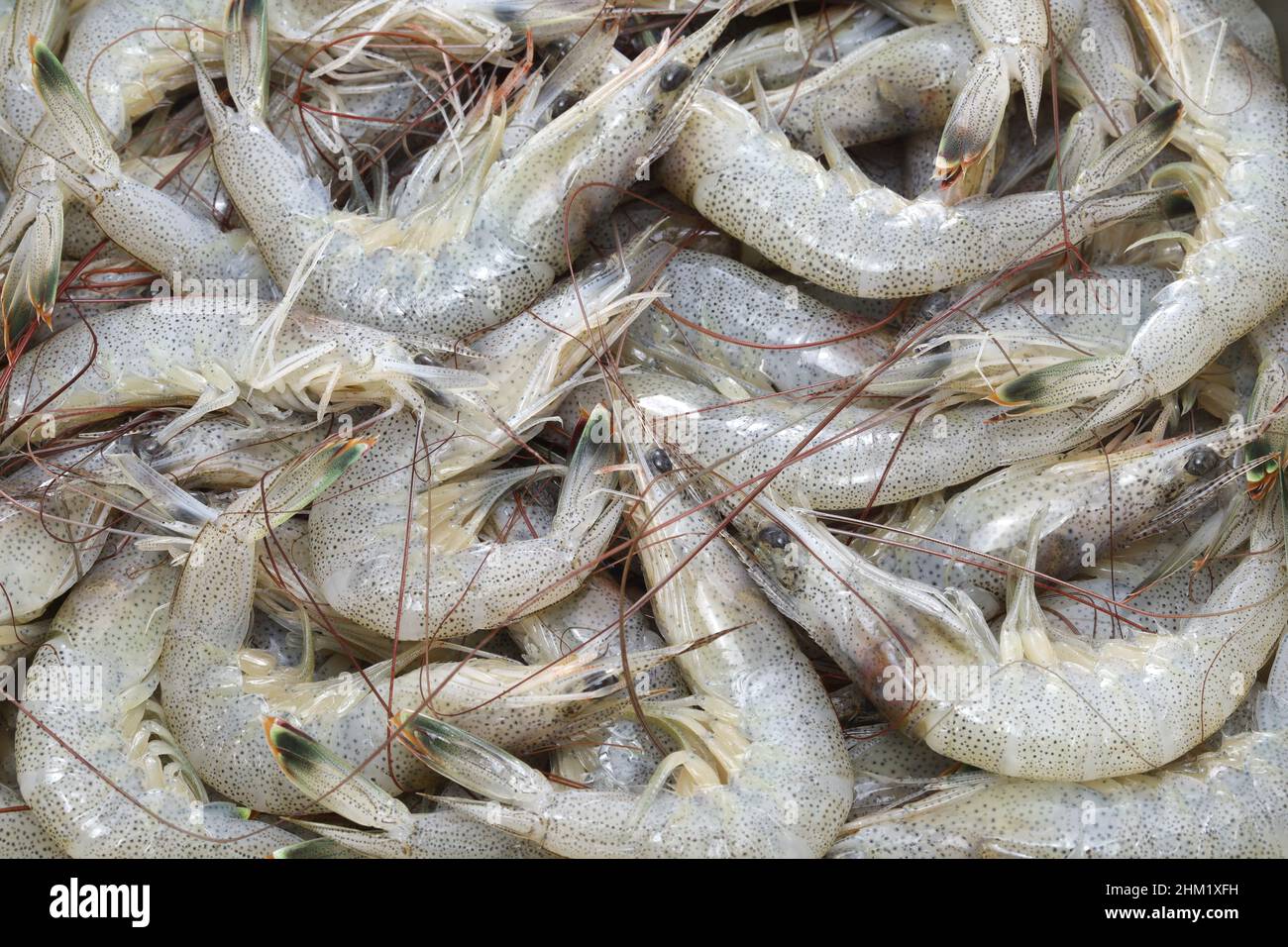 japanese shiba shrimp shiba ebi, the most famous shrimp in Japan Stock Photo