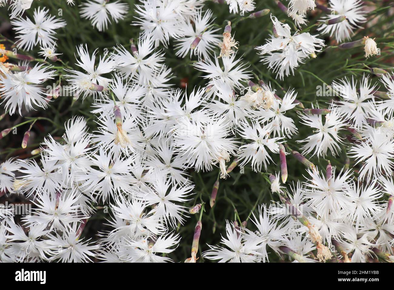 Closeup fo the white flowers on a dianthus plant Stock Photo