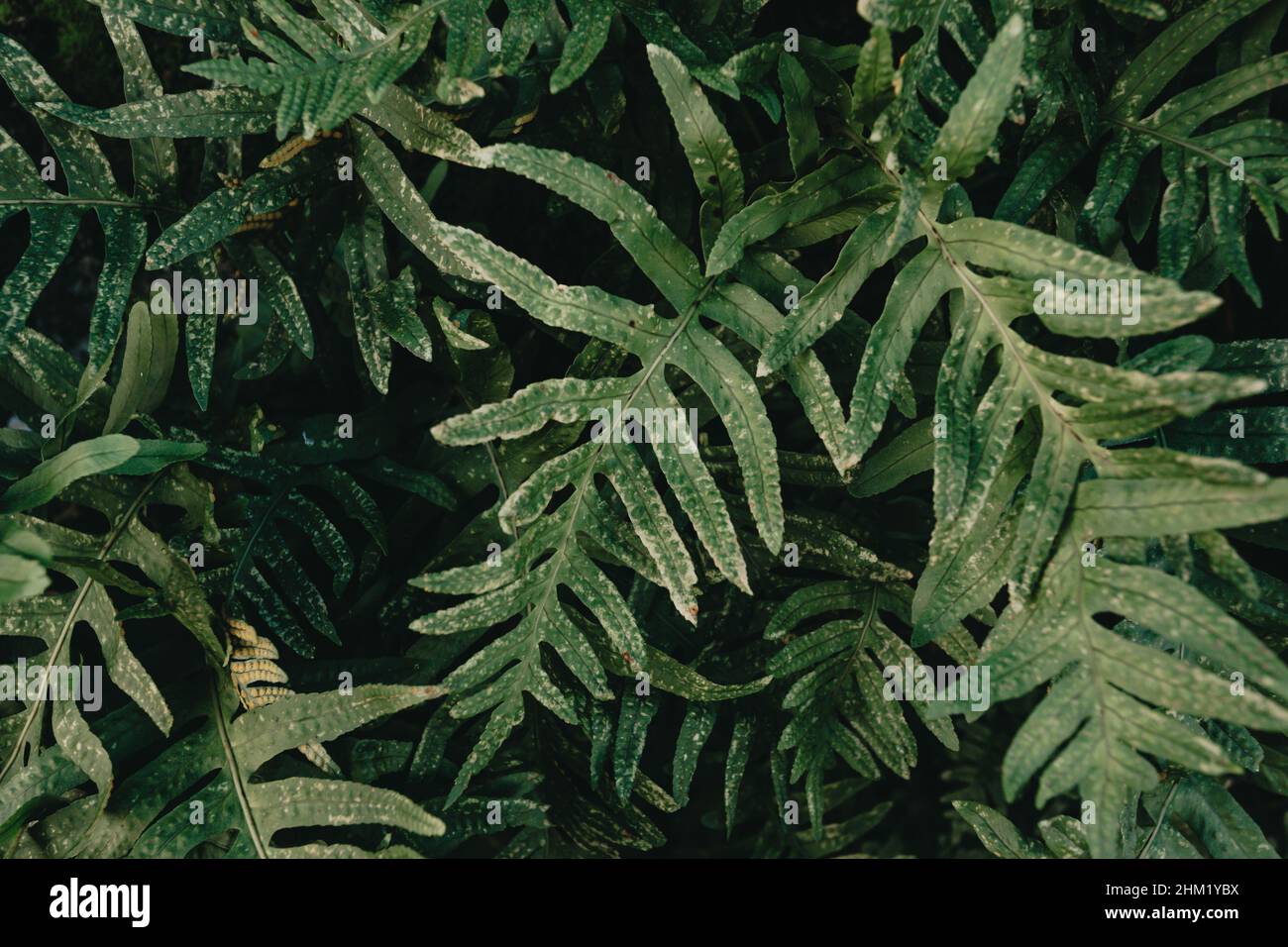 A close up of some green plants with super texture and deep shadows with copy space Stock Photo