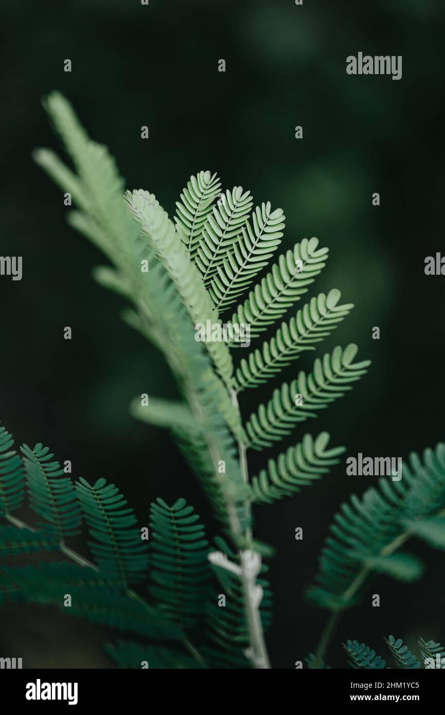 A green plant in close up with super texture and dark background, and copy space, relaxing scene Stock Photo