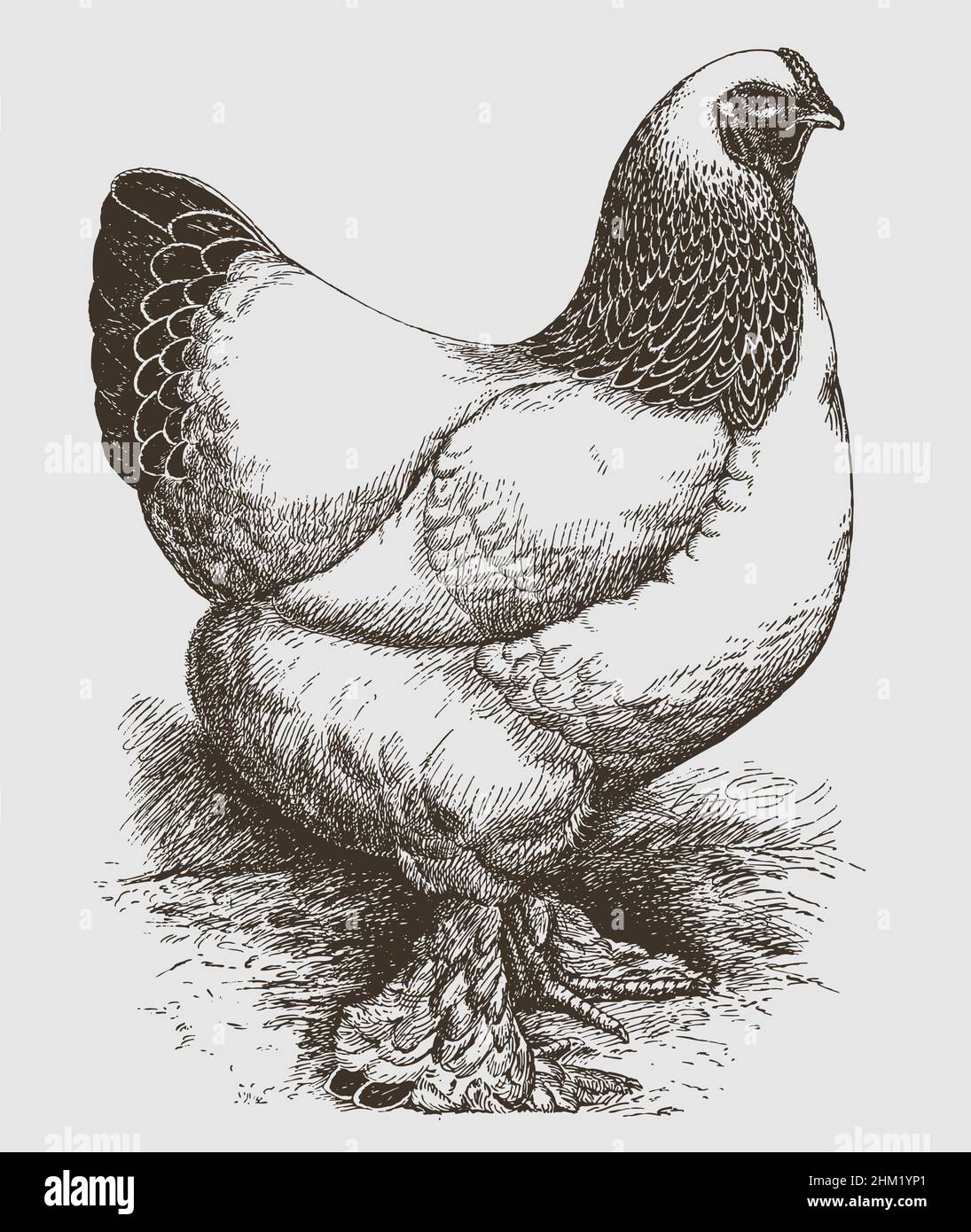 Brahma hen Stock Vector Images - Alamy