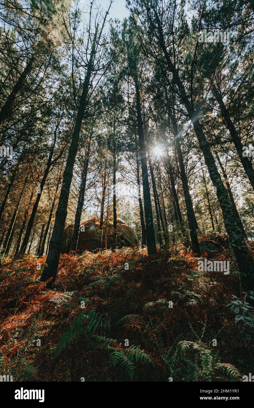 A colorful and bright shot of a giant rock in the middle of the forest