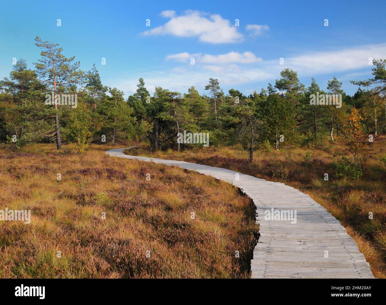 Wooden Boardwalk Winding Through The Black Moor In The Rhoen Mountains Germany On A Beautiful Sunny Autumn Day With A Clear Blue Sky And A Few Clouds Stock Photo