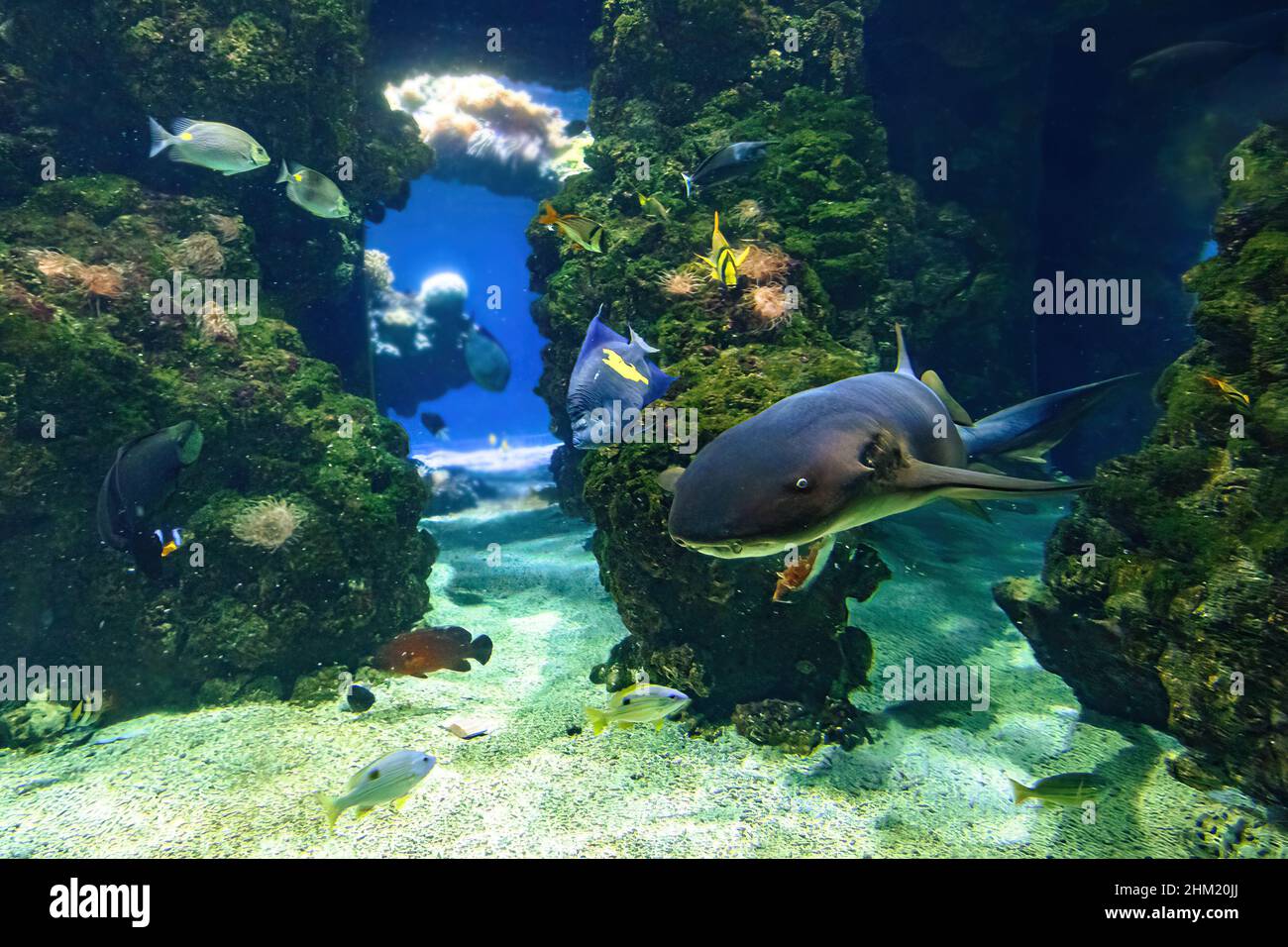 Close up of Nurse shark swimming in aquarium. Ginglymostoma cirratum species in the family Ginglymostomatidae. Living in the Atlantic Ocean and Stock Photo