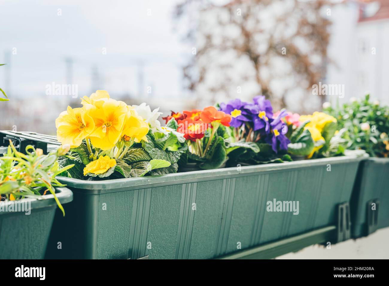 Colorful primroses bloom on the bacony. Close up, Home gardening. Spring time Stock Photo