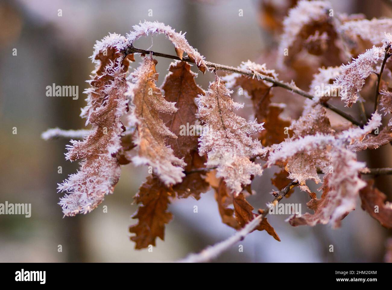 Oak tree branch with brown and frosty leaves in winter. Stock Photo