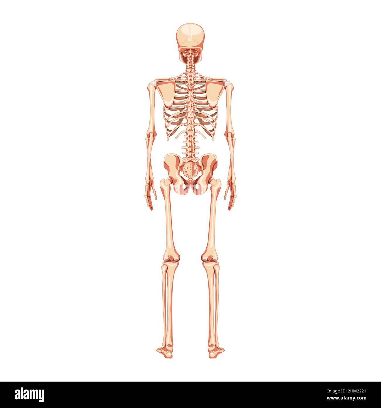 Skeleton Human back posterior view. Realistic flat natural color concept Anatomical physiology Vector illustration of anatomy isolated on white background for medical atlas or educational textbook. Stock Vector