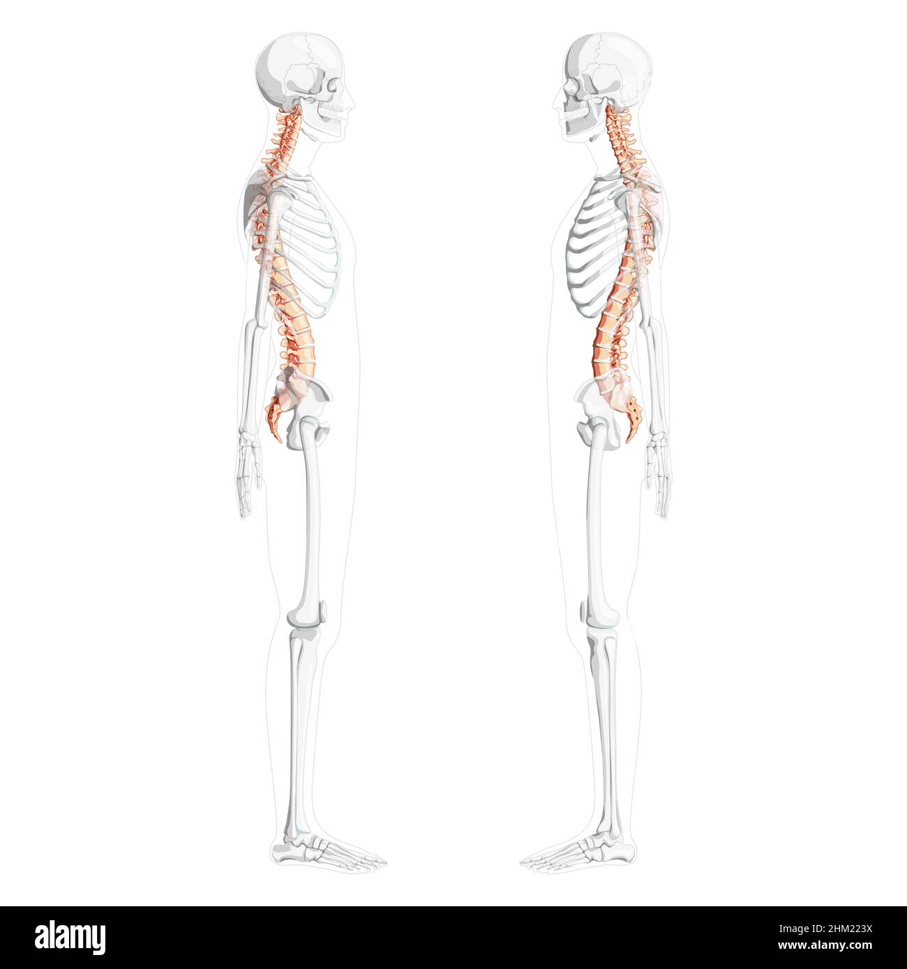 Human vertebral column side view with partly transparent skeleton position, spinal cord, thoracic lumbar spine, sacrum and coccyx. Vector flat natural colors, realistic isolated illustration anatomy  Stock Vector