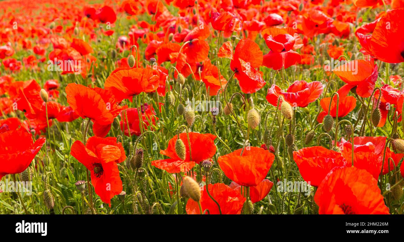 Red beautiful wild poppies hi-res stock photography and images - Alamy