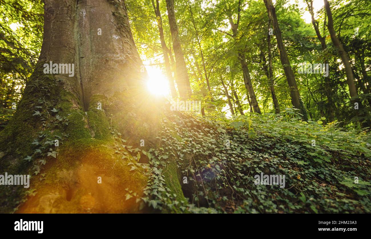 Beautiful forest landscape hi-res stock photography and images - Alamy