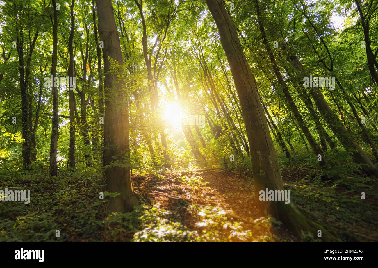 Illuminating the forest hi-res stock photography and images - Alamy