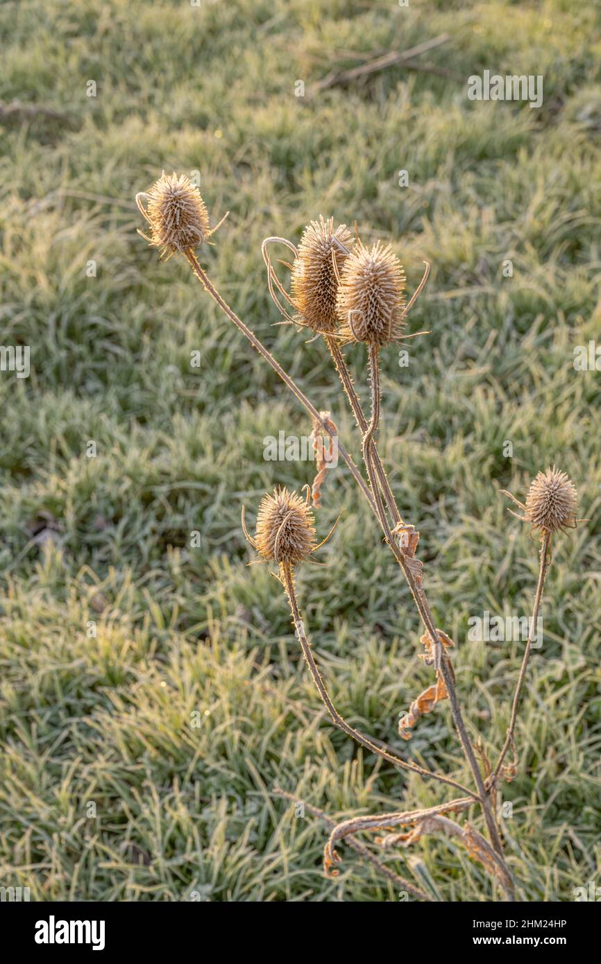 Frost on grass and teasels at dawn near Margaretting Essex Stock Photo