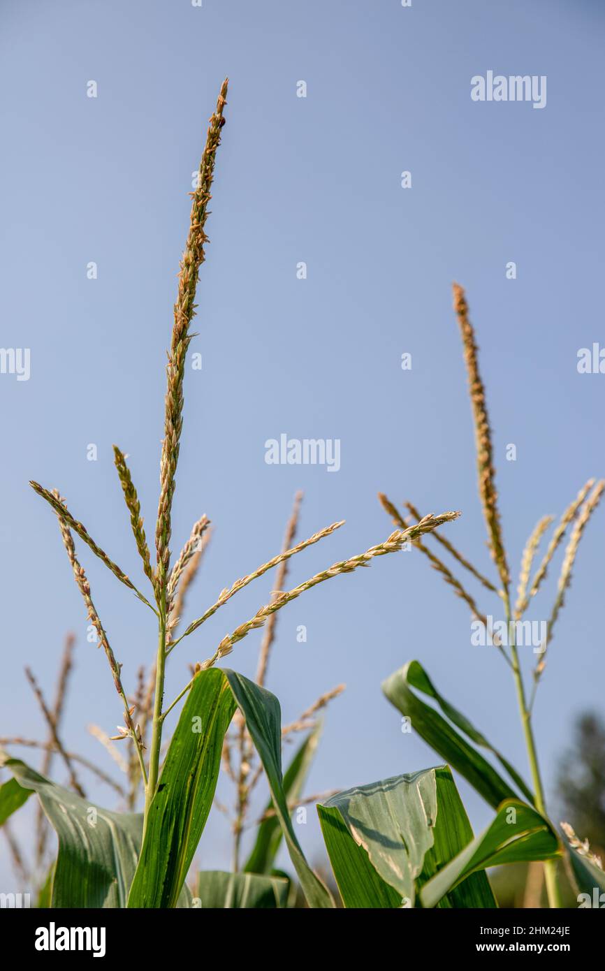 Stock photo of mature corn maize plant in field against blue skey