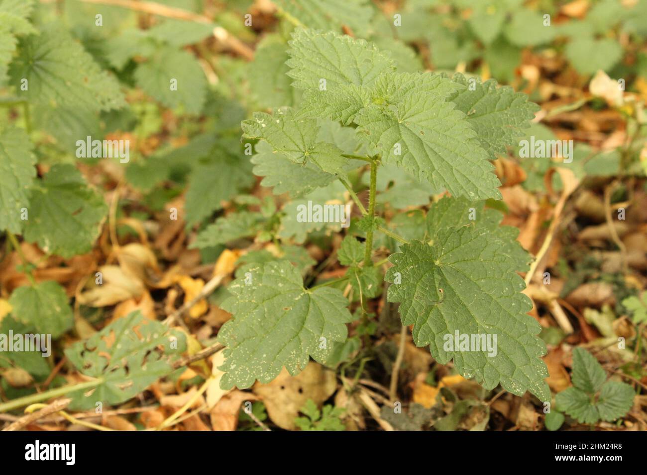 a little green nettle plant closeup in the forest Stock Photo Alamy