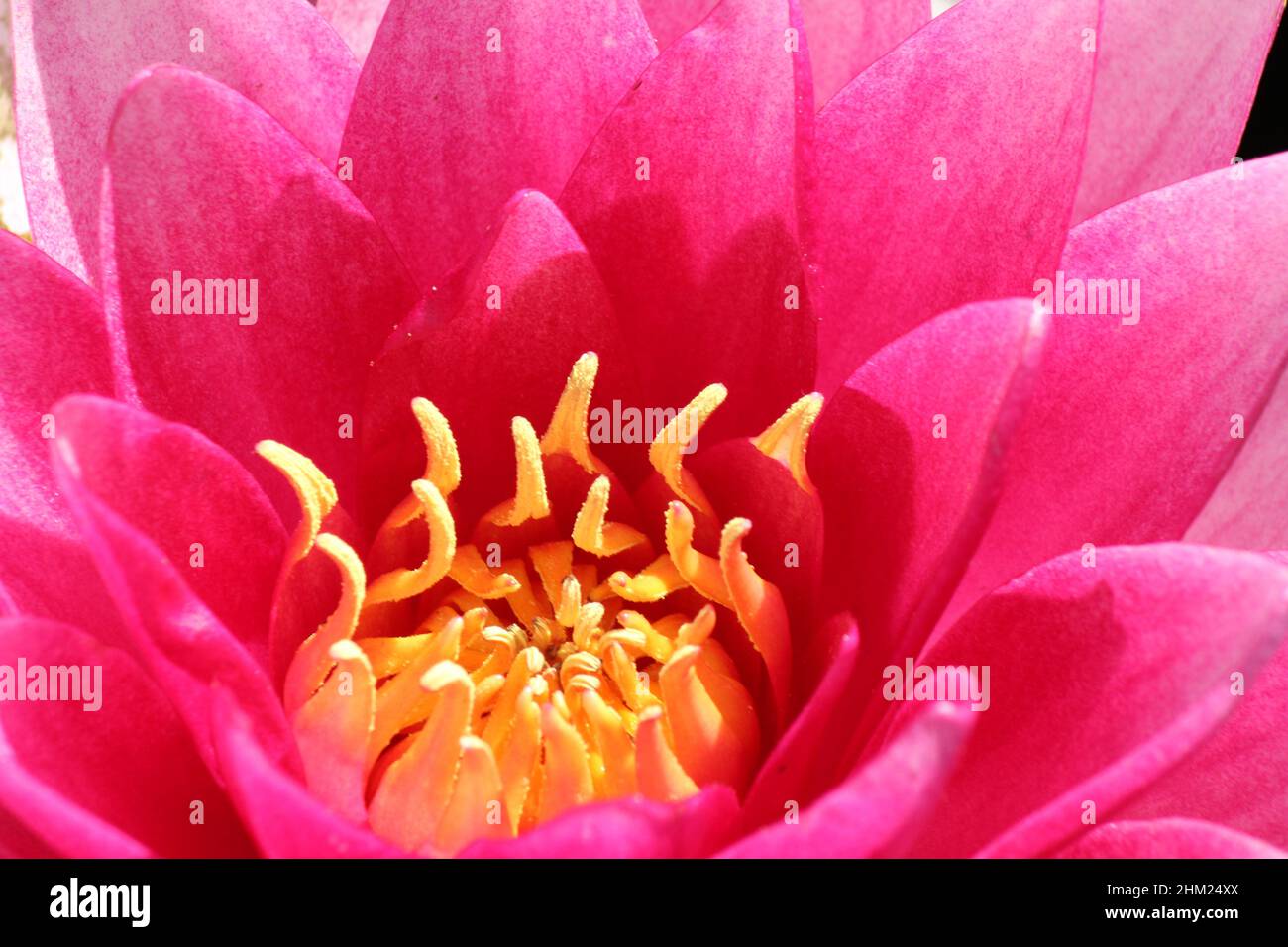 a part of a pink waterlily with a heart with yelllow stamen closeup in the water of a pond in springtime Stock Photo