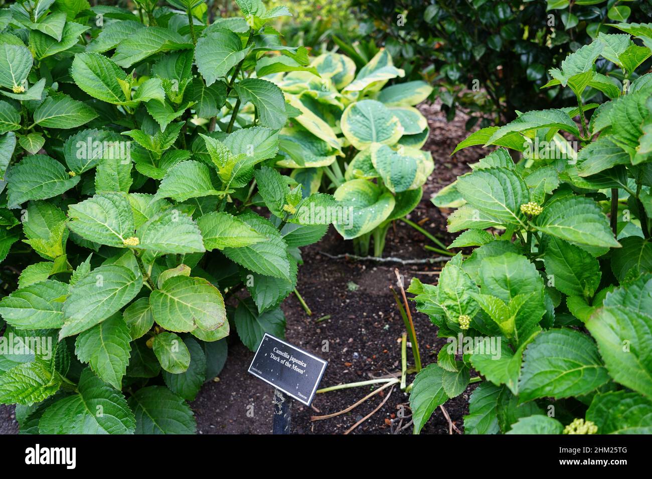 Hammond Camellia Garden. A square in Hamilton Gardens, New Zealand Stock Photo
