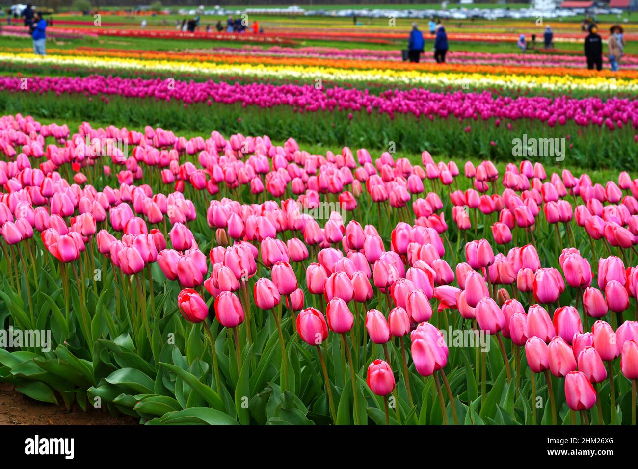 View of a colorful tulip field with flowers in bloom in Cream Ridge
