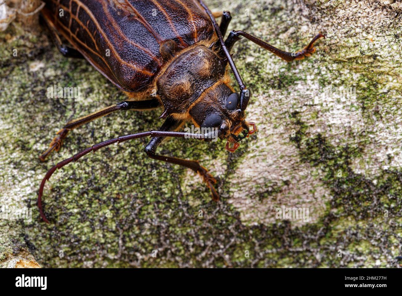 Huhu beetle, a longhorn beetle endemic to Aotearoa / New Zealand. Stock Photo