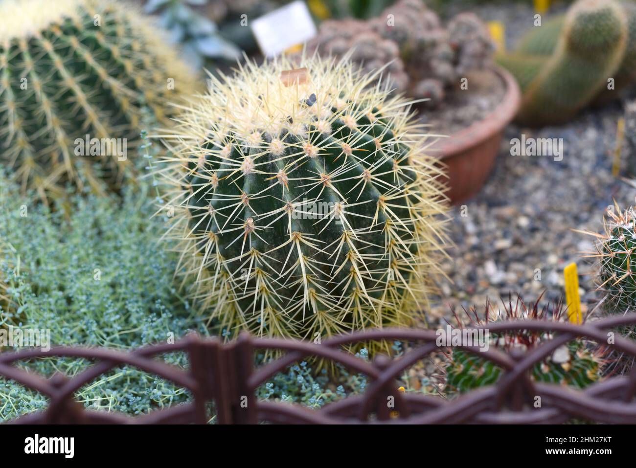 Echinocactus grusonii or Golden Barrel Cactus without flowers close up Stock Photo