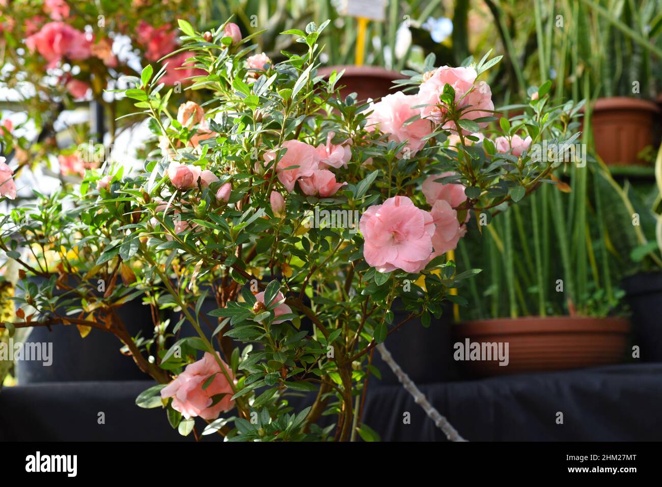 Coral pink azalea flowers growing Stock Photo