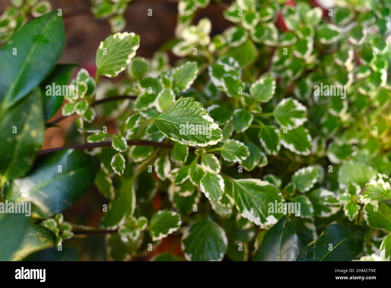 Plectranthus coleoides Marginatus or White Edged Swedish Ivy leaf close up Stock Photo