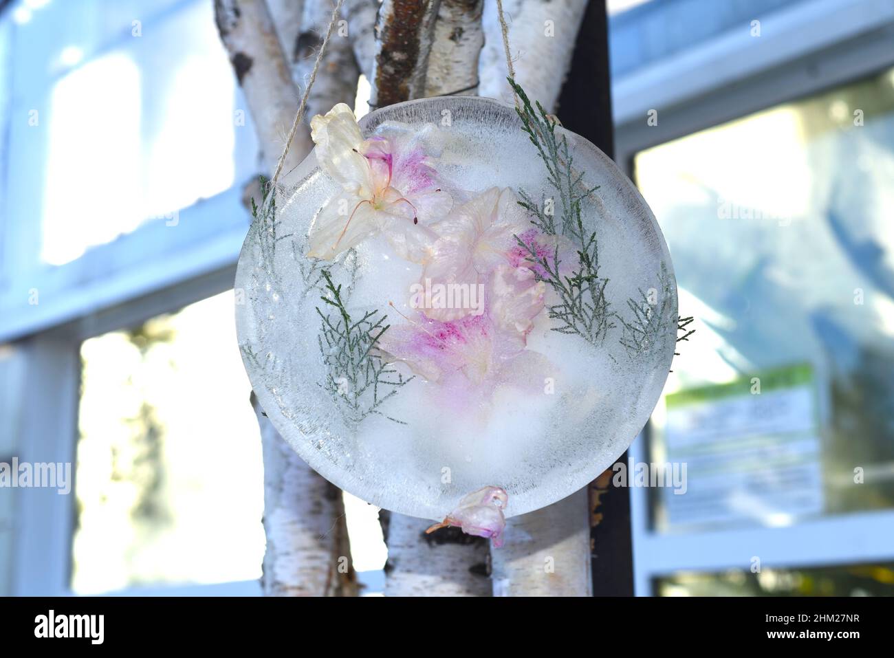 Flower frozen glass hires stock photography and images Alamy