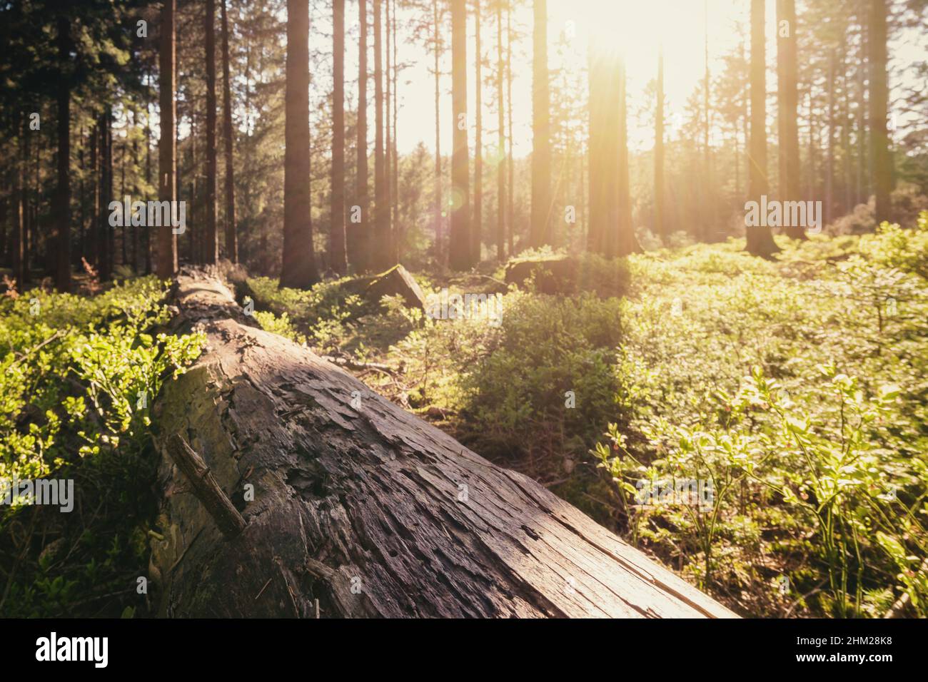 Forest in spring with beautiful bright sun light Stock Photo