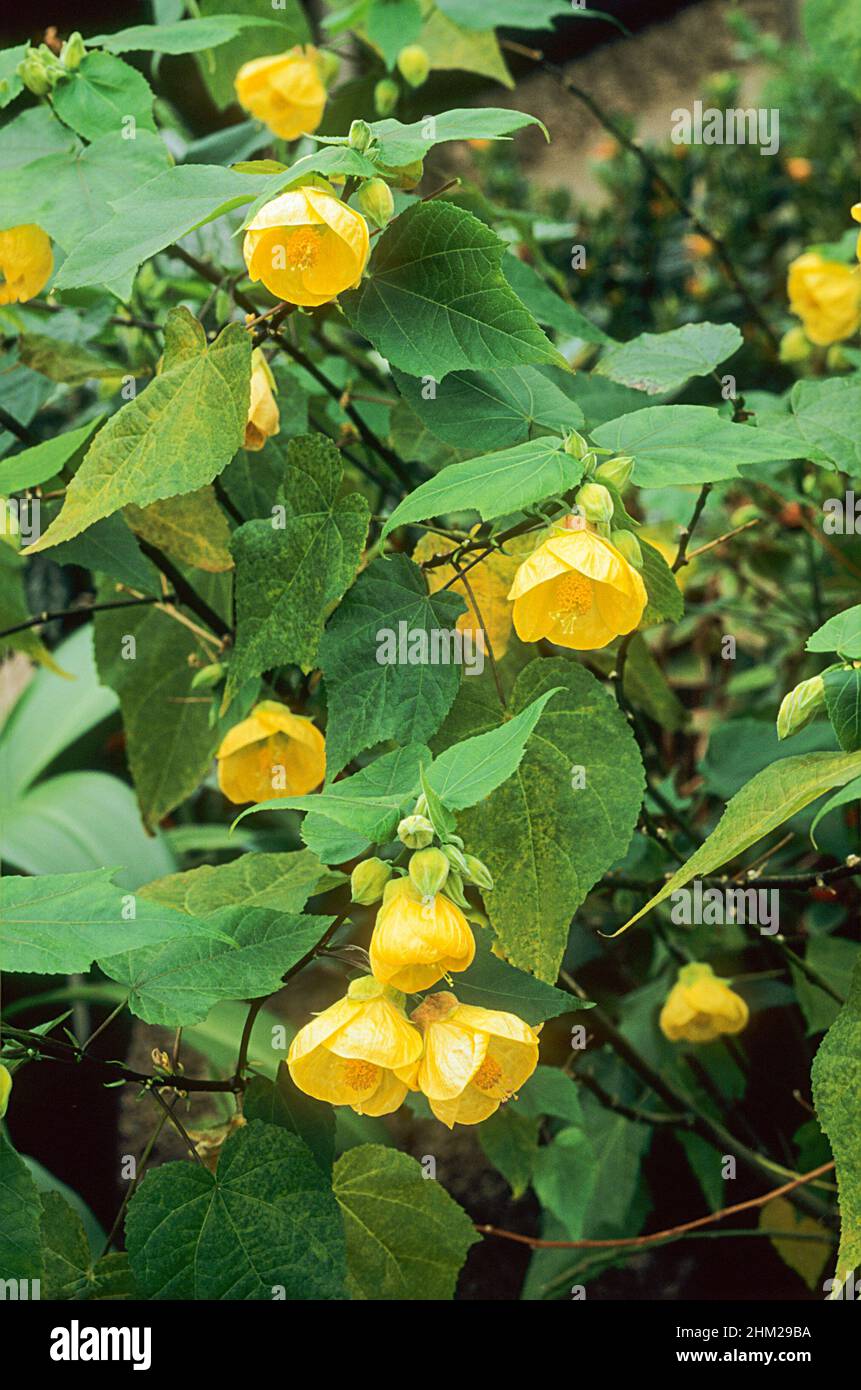 Close up of Abutilon 'Canary Bird' with yellow flowers.A spreading evergreen shrub that flowers throughout summer and is half hardy. Stock Photo