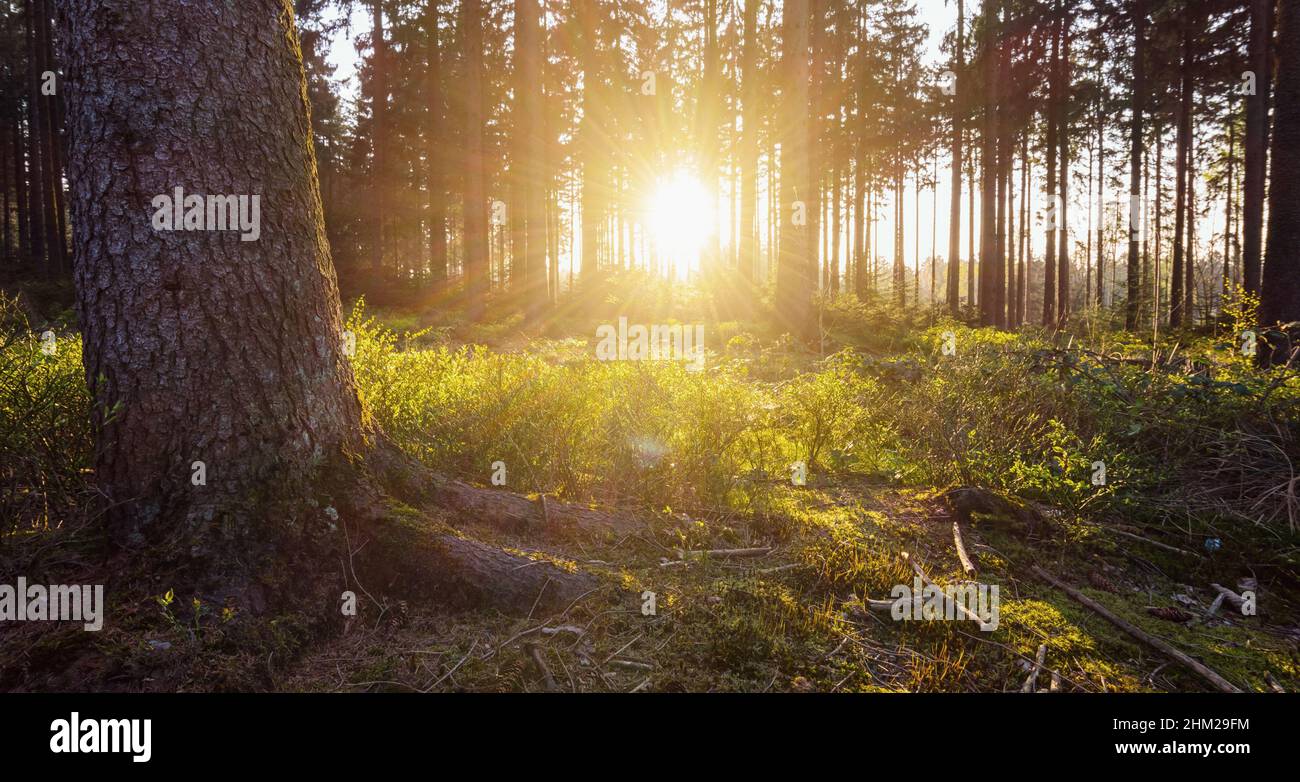 Sunlight in the green forest hi-res stock photography and images - Alamy