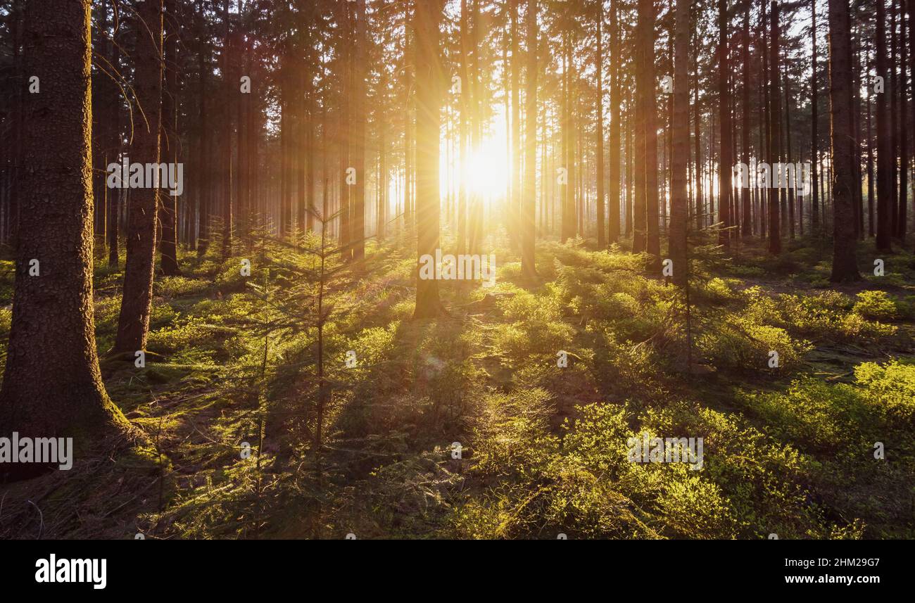 Morning light sunrays in the deep forest Stock Photo