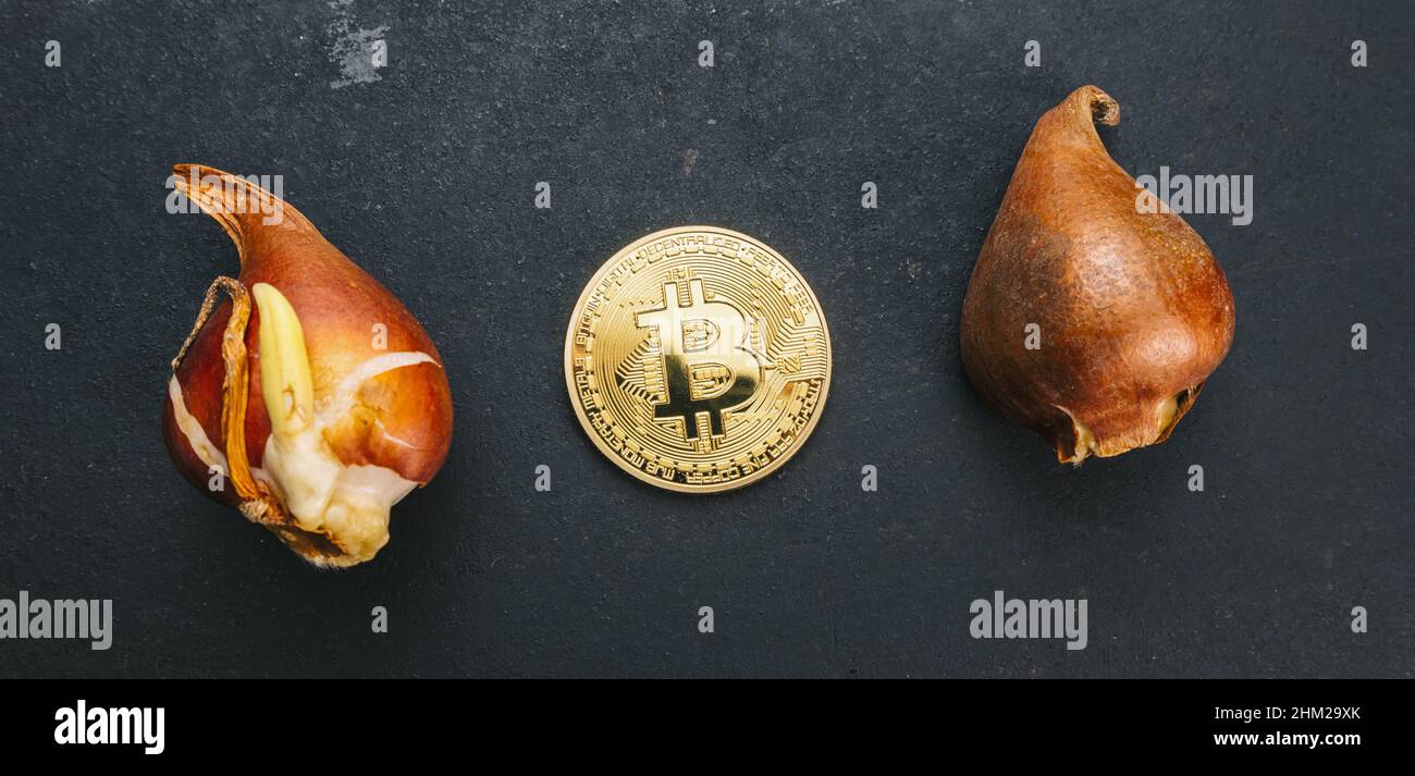 Bitcoin cryptocurrency Coin with Tulip bulbs -Tulip mania market crash  concept image Stock Photo - Alamy