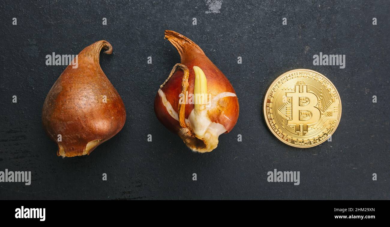 Golden Bitcoin Coin with Tulip bulbs -Tulip mania Financial crisis concept  image Stock Photo - Alamy
