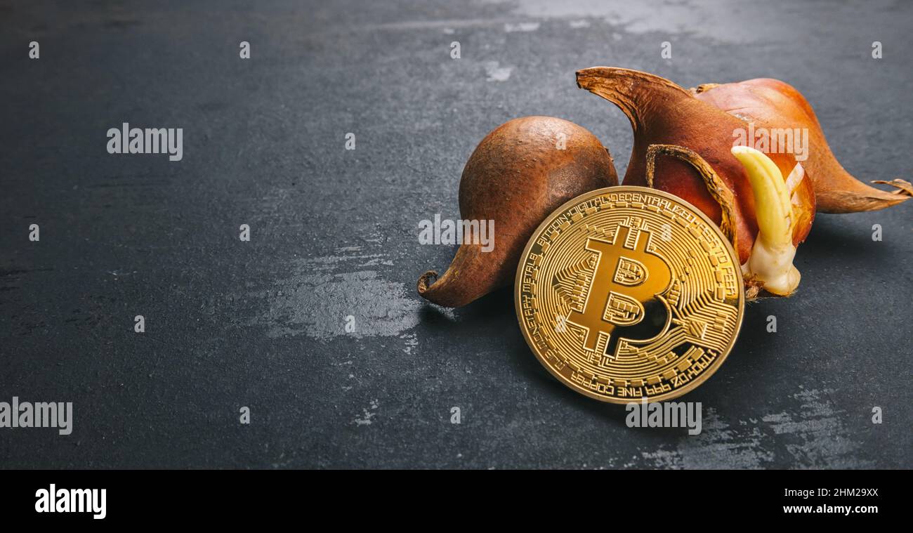Bitcoin cryptocurrency Coin with Tulip bulbs -Tulip mania market crash  concept image Stock Photo - Alamy