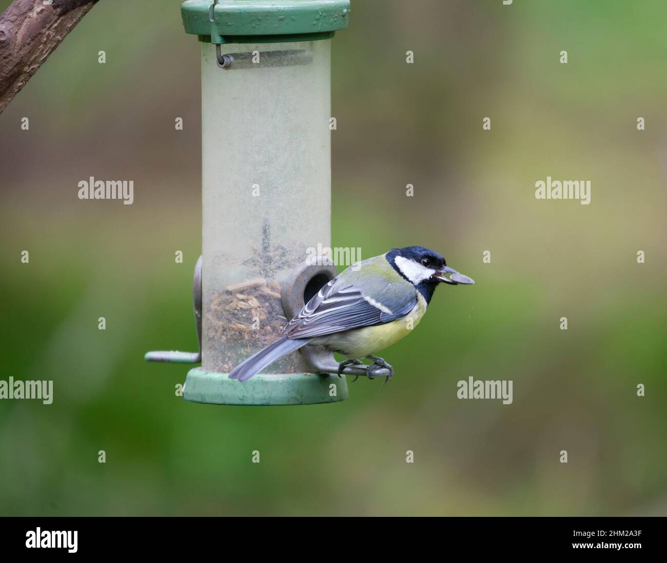 A Great Tit, Parus major, perching on a seed feeder, with a black sunflower seed in its beak against a defocussed natural background. Stock Photo