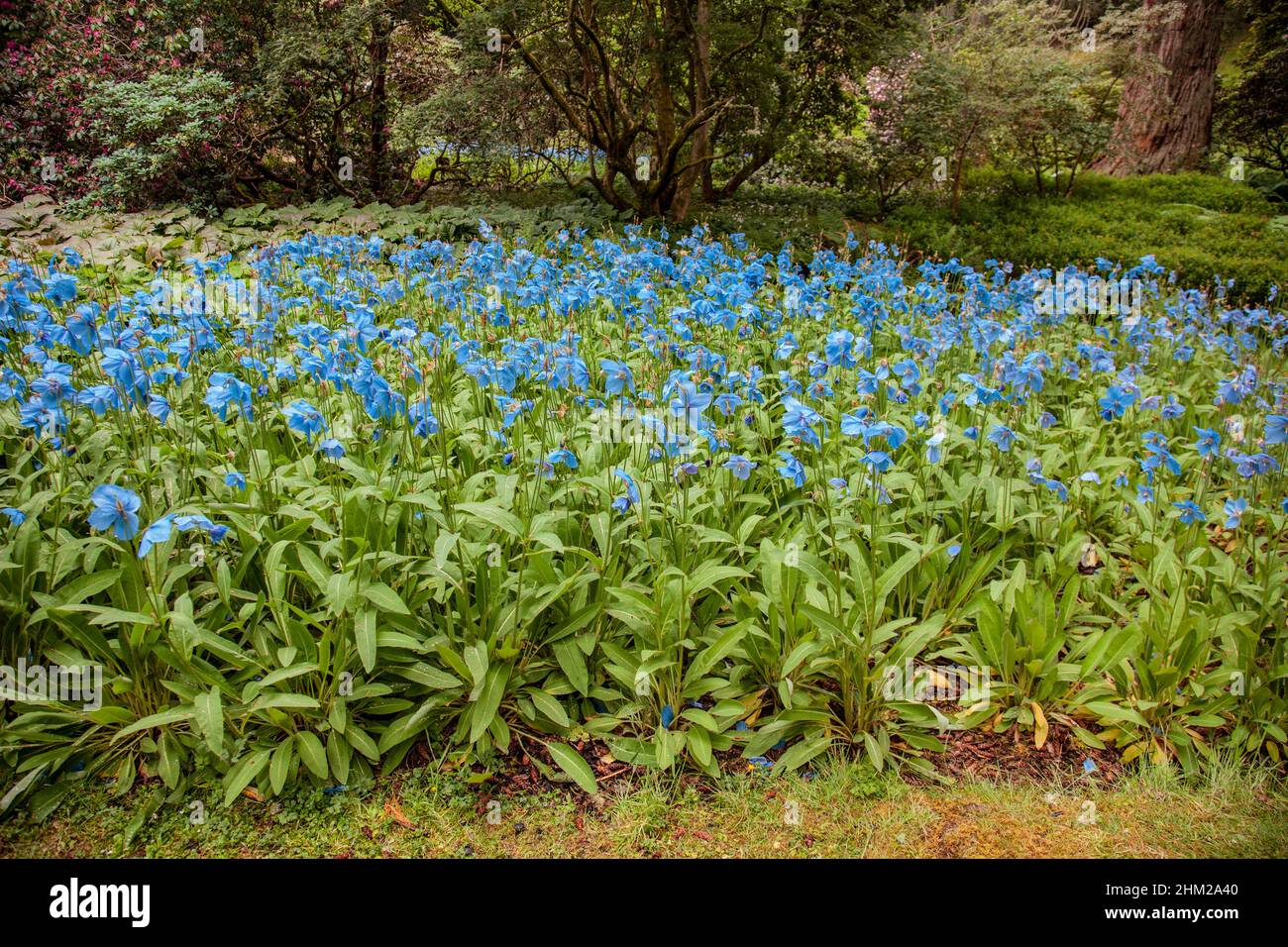 A healthy clump of Himalayan Blue Poppies, Meconopsis, in a woodland setting in the Scottish Borders. Stock Photo