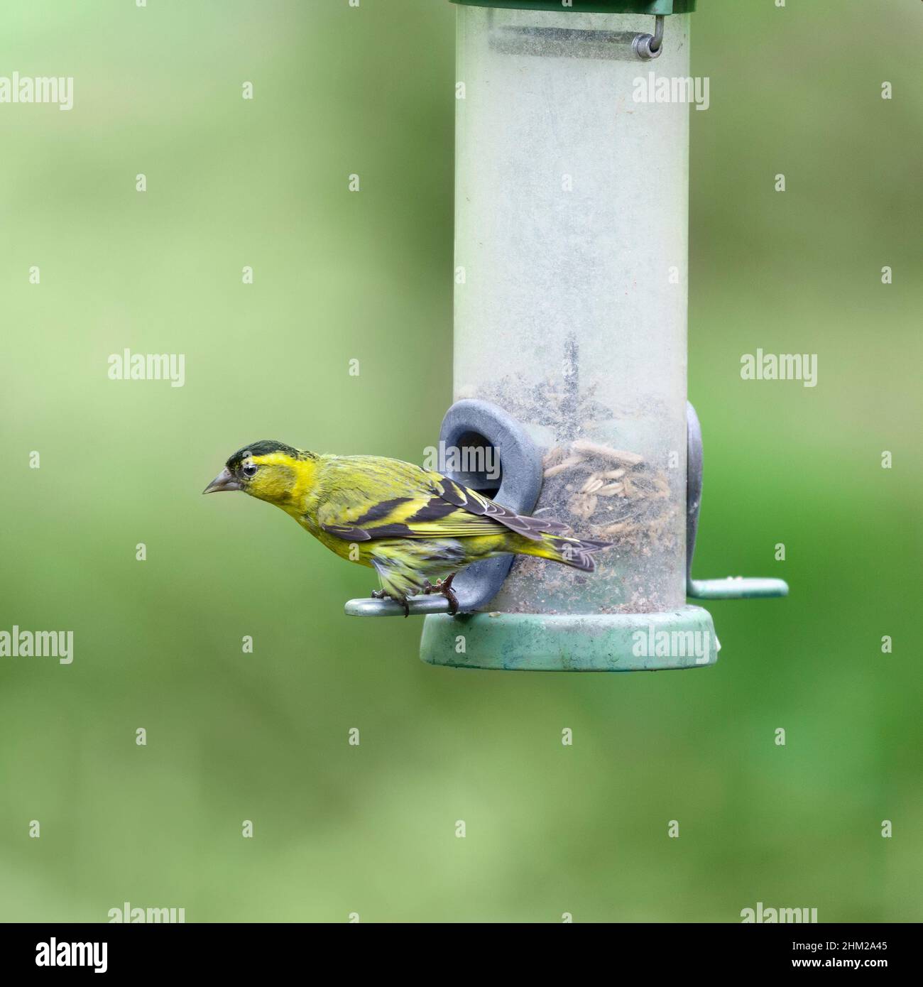 Eurasian Siskin, Spinus sinus, fka Carduelis spinus. A male bird clinging onto a bird feeder looking outwards against a defocussed natural background Stock Photo