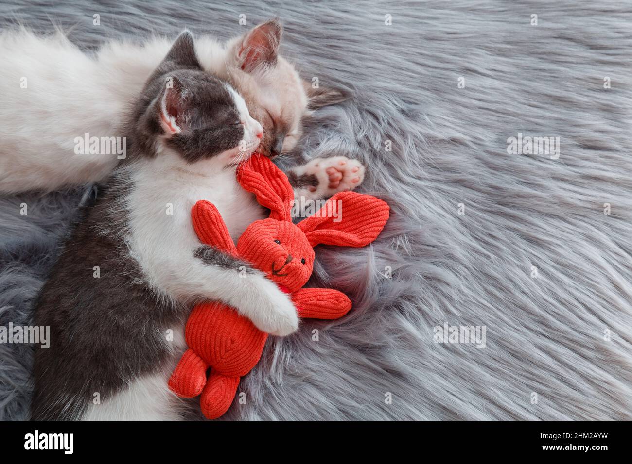 Couple Cute kittens in love sleep nap together hugging toys plush easter bunny on gray fluffy plaid. 2 two cats pets animal comfortably relax have Stock Photo