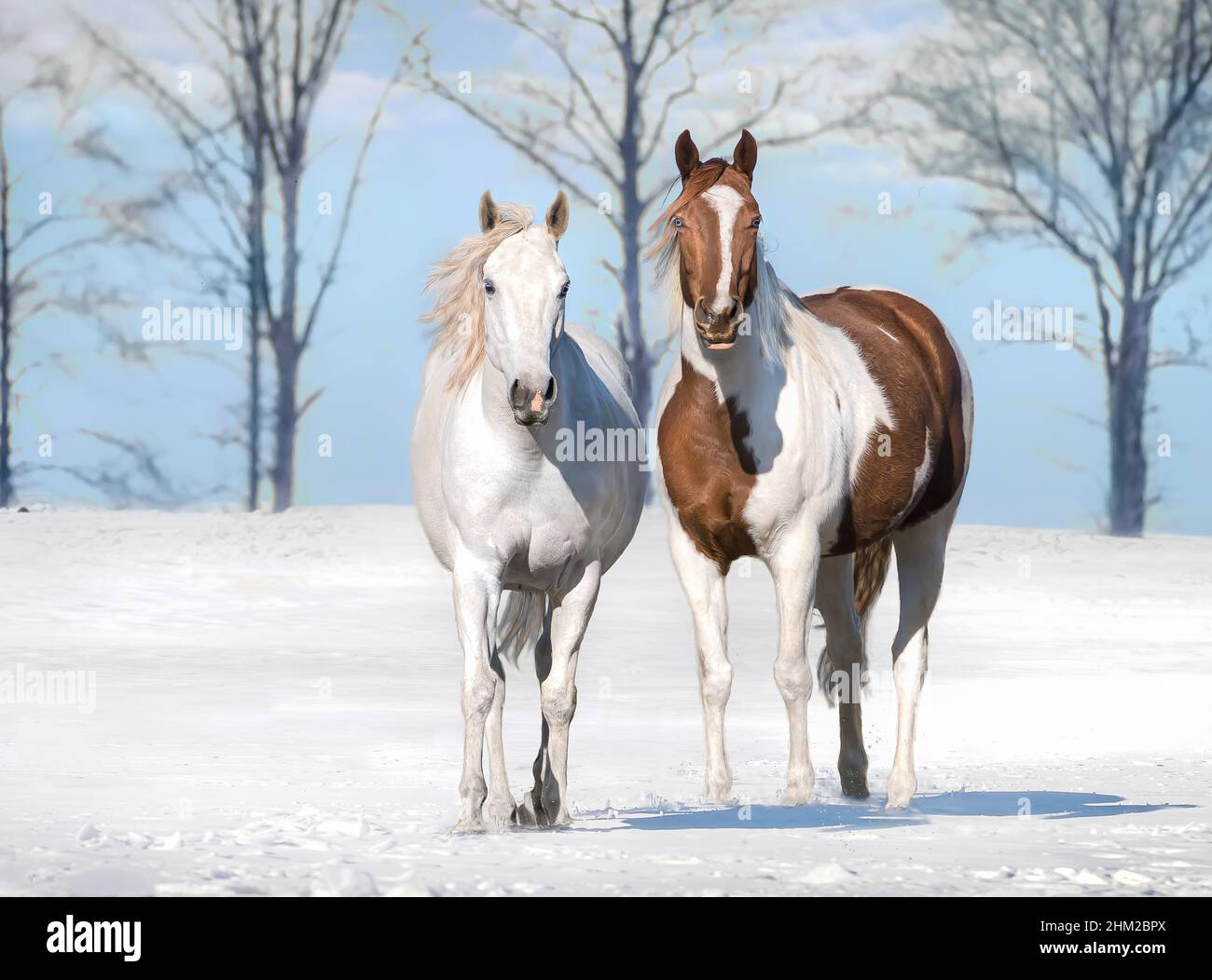 Pinto and gray mare in snowy winter pasture Stock Photo