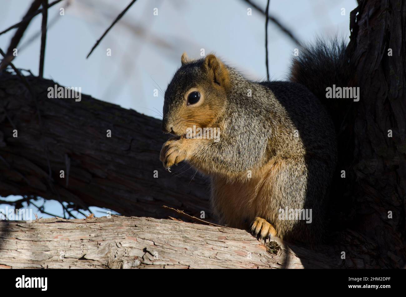 Eastern Gray Squirrel, Sciurus carolinensis, feeding Stock Photo