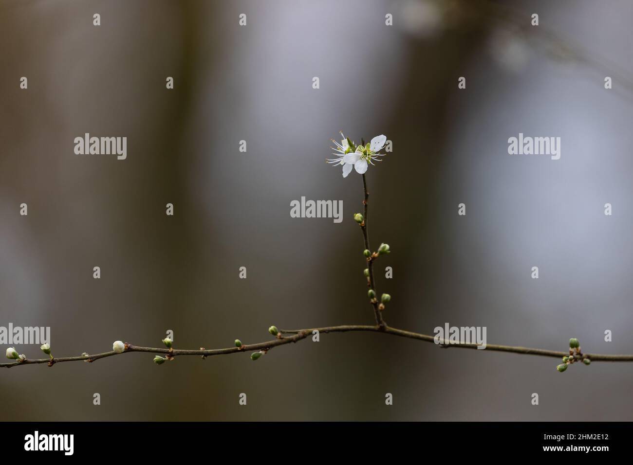 Spring Blackthorn blossom Stock Photo
