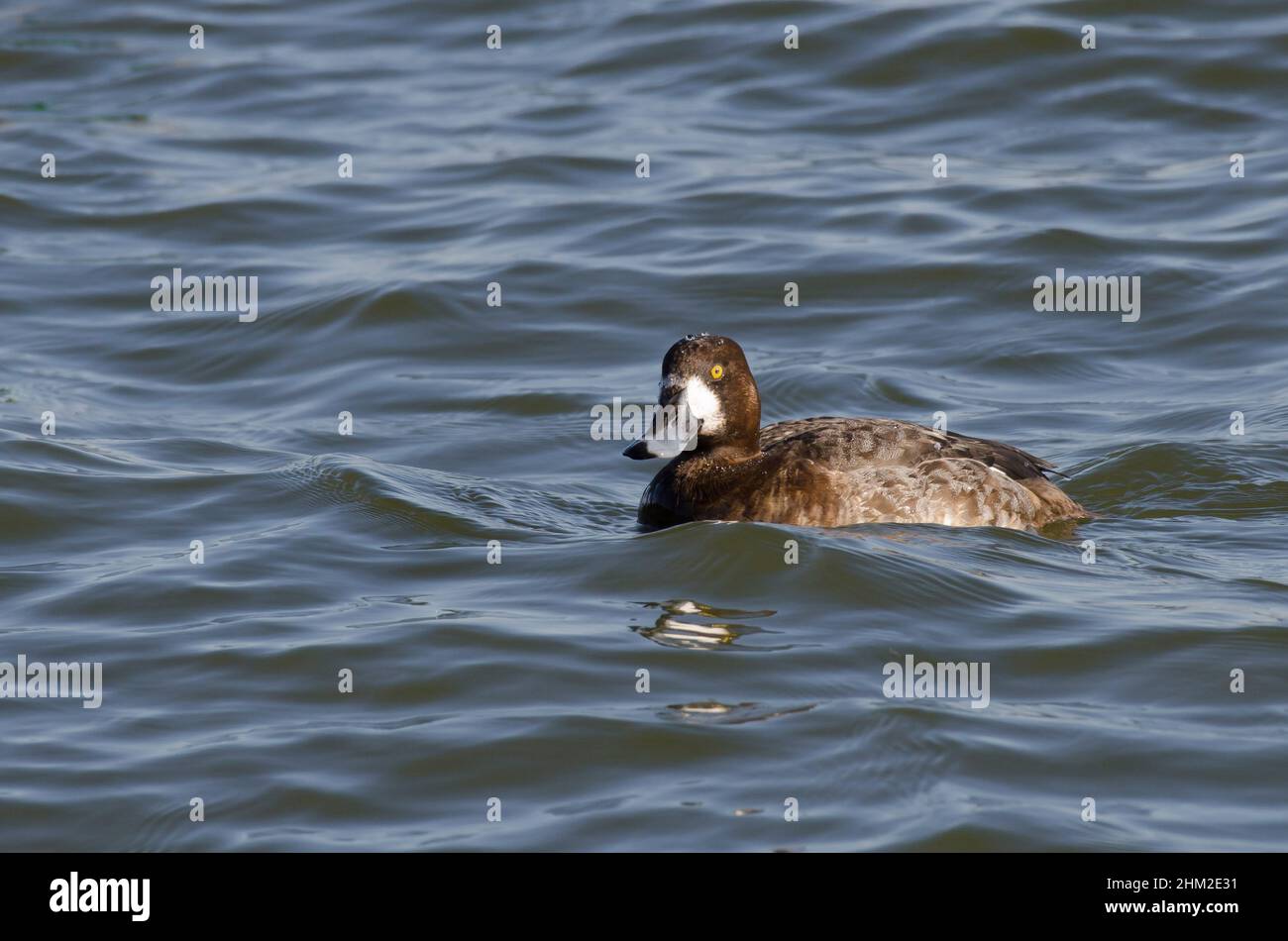 Greater Scaup, Aythya marila, female Stock Photo Alamy
