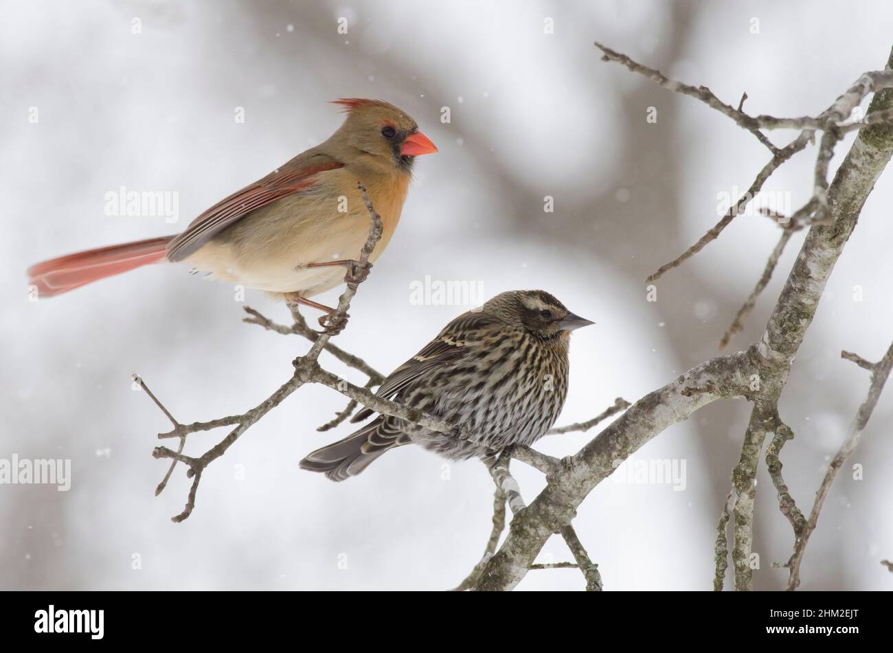 Northern Cardinal, Cardinalis cardinalis, female, and Red-winged Blackbird, Agelaius phoeniceus, female, in heavy snowstorm Stock Photo